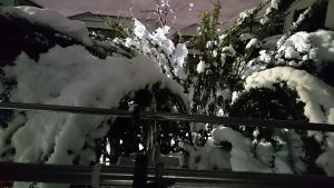 木がしなるほどの積雪